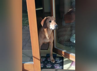 Lieber Rüde LUI sucht seine Familie ❤️