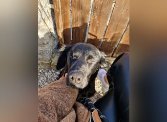 Verschmuste Eagle sucht forever Home❤️