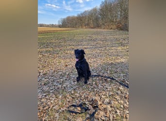 Verschmuste Eagle sucht forever Home❤️