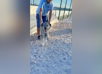 Robin sucht sein forever Home❤️