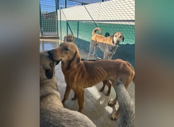 Liebevoller OY sucht PS oder Zuhause ❤️