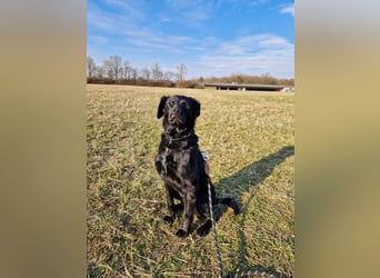 Verschmuste Eagle sucht forever Home❤️