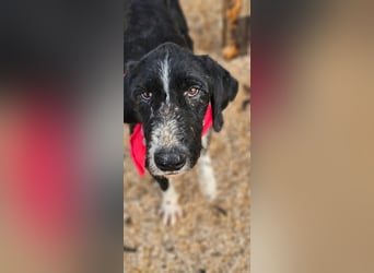 Sanfter TOM sucht seine Familie ❤️