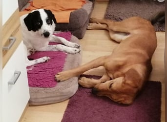 LUI sucht seine Familie ❤️