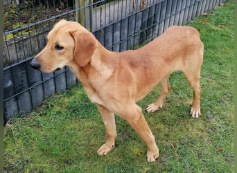 LUI sucht seine Familie ❤️