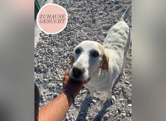 Hedda sucht ihr Zuhause ❤️