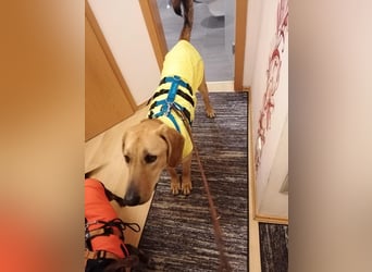 Lieber Rüde LUI sucht seine Familie ❤️