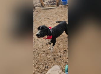 Sanfter TOM sucht seine Familie ❤️