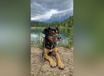 ZAKO sucht sein forever Home ❤️