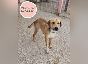 Süßfratz Roll sucht sein forever Home❤️