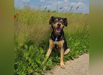 ZAKO sucht sein forever Home ❤️