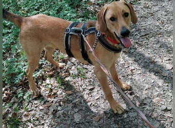Lieber Rüde LUI sucht seine Familie ❤️