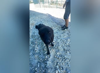 UNO sucht sein forever Home❤️