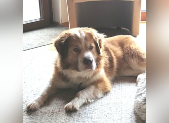 Vermittlungshilfe für Lenny ❤️