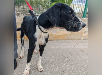 Sanfter TOM sucht seine Familie ❤️