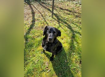 Verschmuste Eagle sucht forever Home❤️