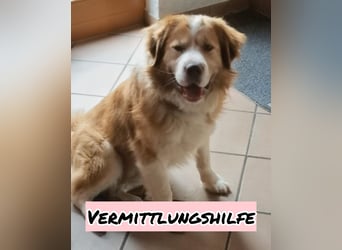 Vermittlungshilfe für Lenny ❤️