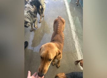 Liebevoller OY sucht PS oder Zuhause ❤️