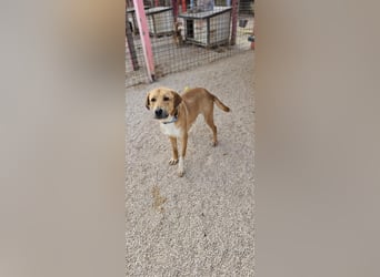 Süßfratz Roll sucht sein forever Home❤️