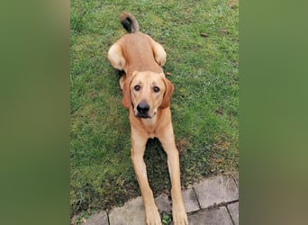 LUI sucht seine Familie ❤️