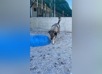 Robin sucht sein forever Home❤️