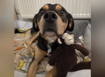 ZAKO sucht sein forever Home ❤️