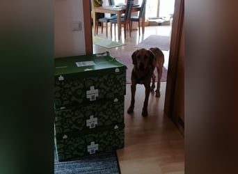 LUI sucht seine Familie ❤️