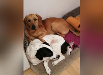 Lieber Rüde LUI sucht seine Familie ❤️