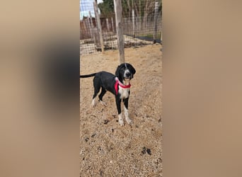 Sanfter TOM sucht seine Familie ❤️