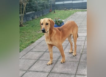 Lieber Rüde LUI sucht seine Familie ❤️