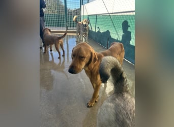 Liebevoller OY sucht PS oder Zuhause ❤️