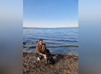 Verschmuste Eagle sucht forever Home❤️