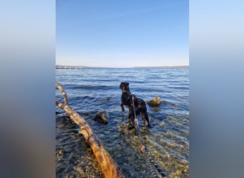 Verschmuste Eagle sucht forever Home❤️