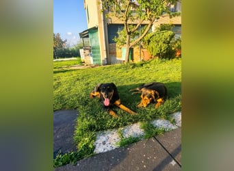 MAGI sucht ihr forever Home ❤️