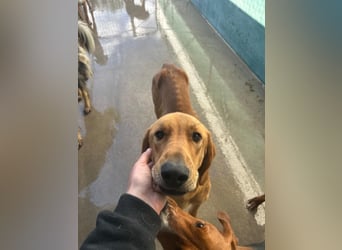 Liebevoller OY sucht PS oder Zuhause ❤️