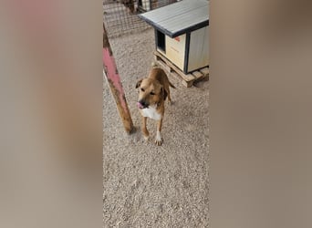 Süßfratz Roll sucht sein forever Home❤️