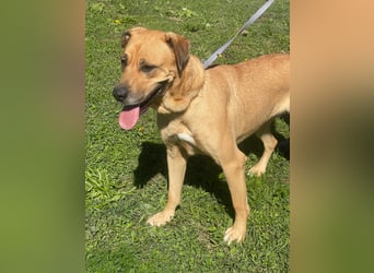 LARA sucht ihr forever Home ❤️