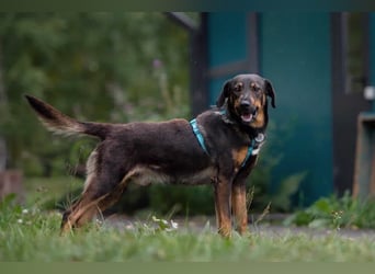 Ruhiges Zuhause für Miroscha gesucht