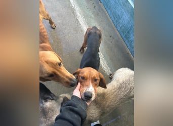 Liebevoller OY sucht PS oder Zuhause ❤️