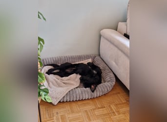 Verschmuste Eagle sucht forever Home❤️