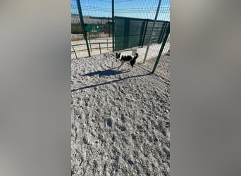 Tito sucht sein Zuhause ❤️