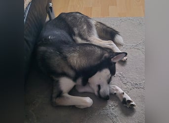 Vermittlungshilfe Pacco❤️