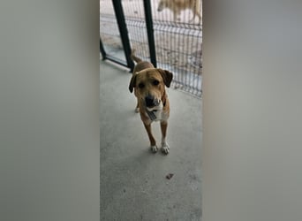 Süßfratz Roll sucht sein forever Home❤️