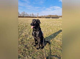 Verschmuste Eagle sucht forever Home❤️