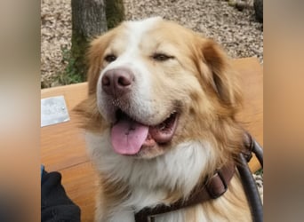 Vermittlungshilfe für Lenny ❤️