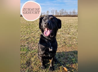 Verschmuste Eagle sucht forever Home❤️