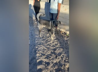 Robin sucht sein forever Home❤️