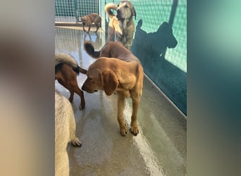 Liebevoller OY sucht PS oder Zuhause ❤️