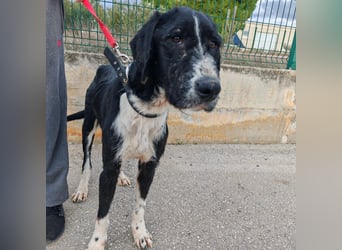 Sanfter TOM sucht seine Familie ❤️