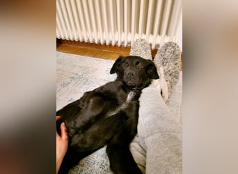 Verschmuste Eagle sucht forever Home❤️